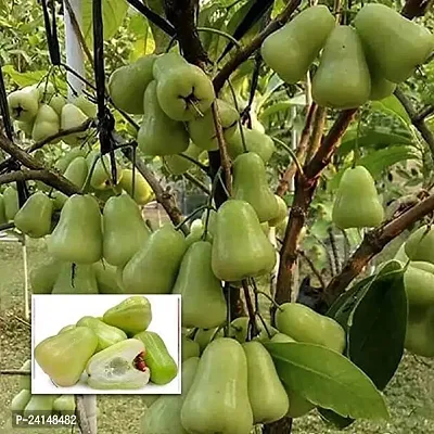 Jamun Plant-thumb0