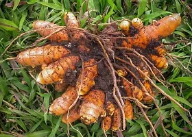 Natural Turmeric Plant-thumb2