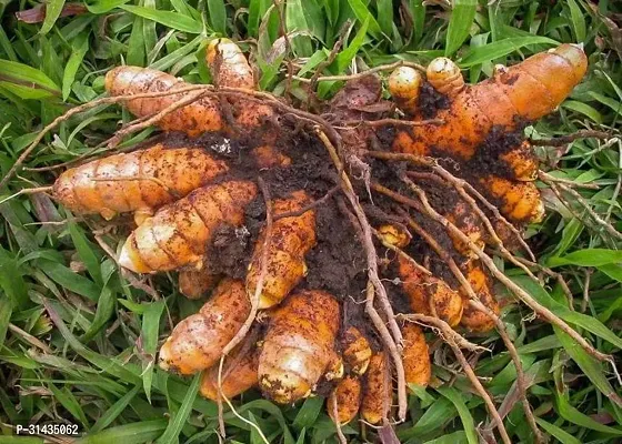 Natural Turmeric Plant-thumb3