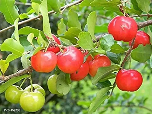 Cherry Fruit Plant