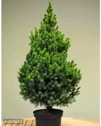 Natural Christmas Tree Plant-thumb0