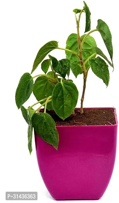 Natural Betel Leaf Plant-thumb0