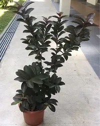 Natural Guava Plant-thumb2