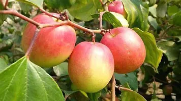Apple Plant-thumb1