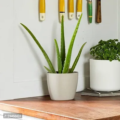 Natural Aloe Vera Plant