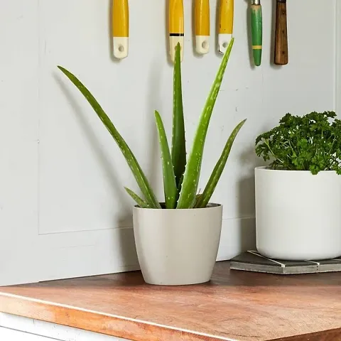 Best Selling Plant & Planters 