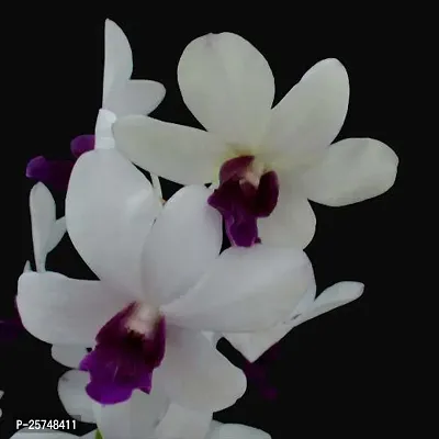 Orchid Plant