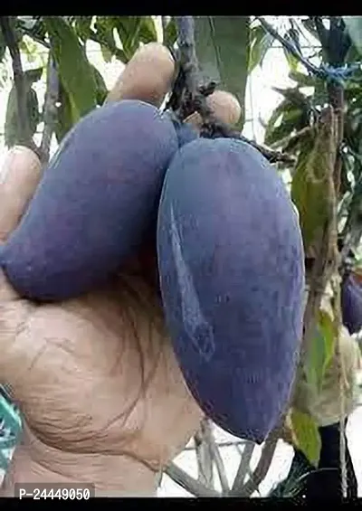 Natural Mango Plant-thumb4