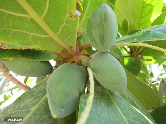 Almond Plant