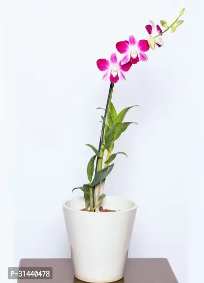 Natural Orchid Plant-thumb0