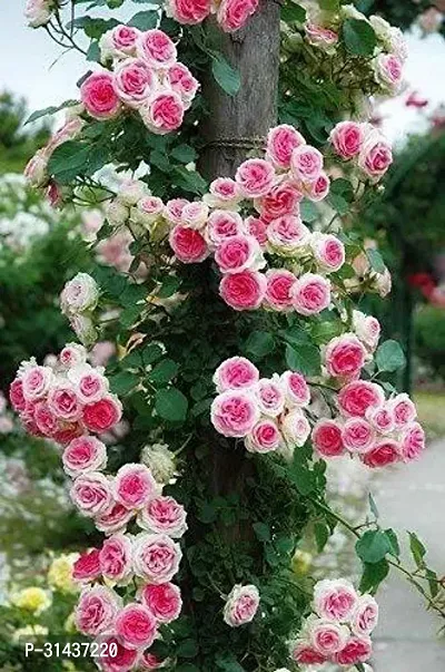 Natural Rose Plant-thumb0