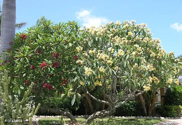 Natural Plumeria Plant-thumb0