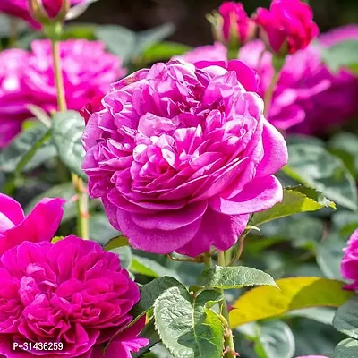 Natural Rose Plant