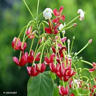 Madhumalti/Rangoon Creeper