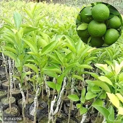 Natural Sweet Lemon Plant-thumb0