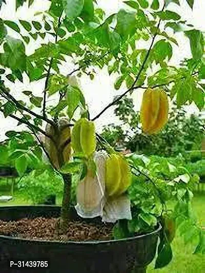 Natural Star Fruit Carambola Grafted Plant-thumb0