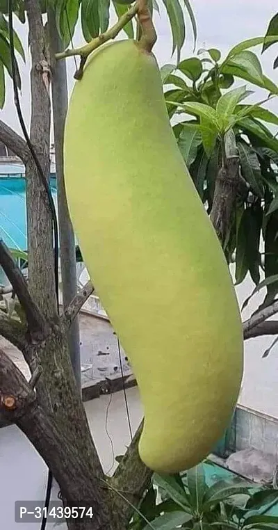 Natural Mango Plant-thumb2