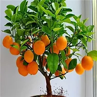 Natural Orange Plant-thumb3