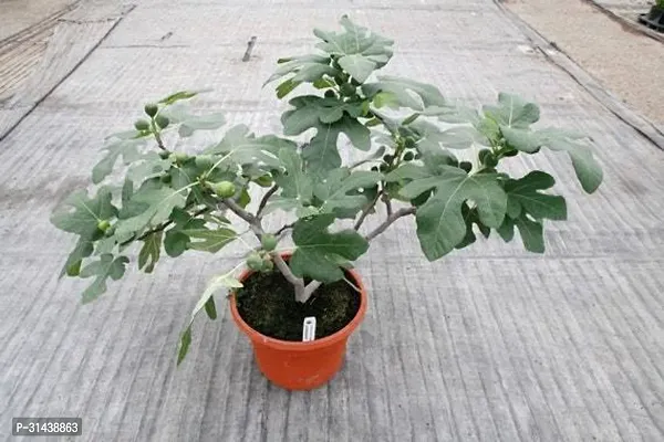 Natural Gular/Cluster Fig Plant