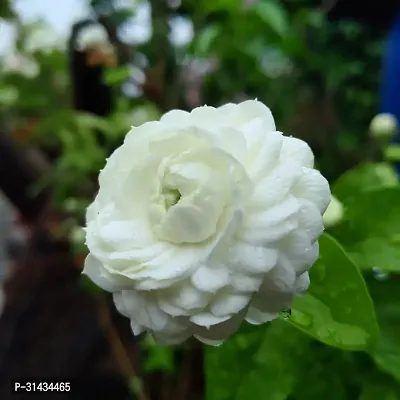 Natural Jasmine Plant