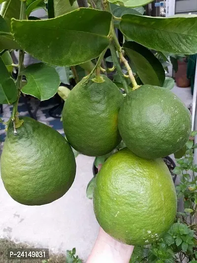 Lemon Plant