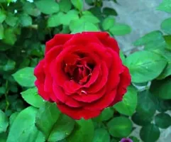 Natural Rose Plant-thumb1