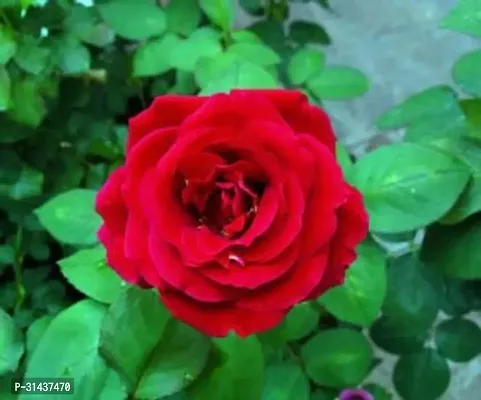 Natural Rose Plant-thumb2