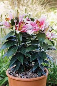 Natural Lily Plant-thumb1