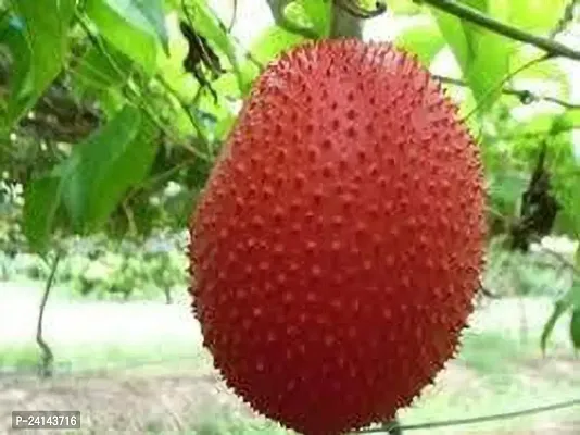 Jackfruit Plant-thumb0