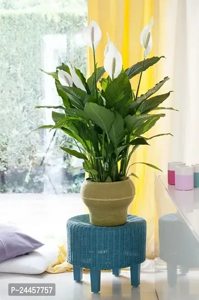 Natural Peace Lily Plant