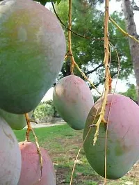 Natural Mango Plant-thumb2