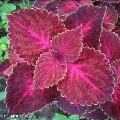 Natural Coleus Plant-thumb0