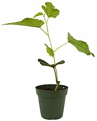 Berry Plant-thumb2