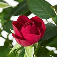 Natural Rose Plant-thumb1