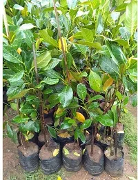 Natural Jack Fruit Plant-thumb2