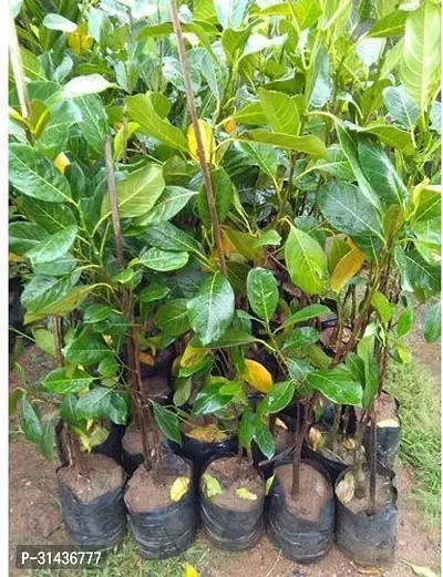 Natural Jack Fruit Plant-thumb3