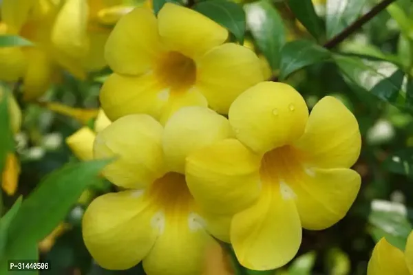 Natural Almond Plant