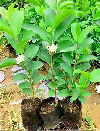 Natural Guava Plant-thumb2