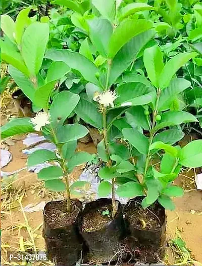 Natural Guava Plant-thumb3