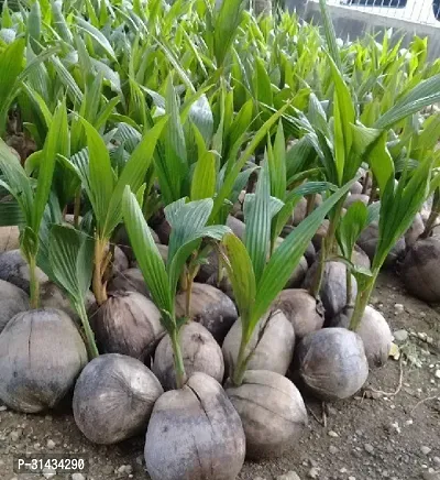 Natural Coconut Plant