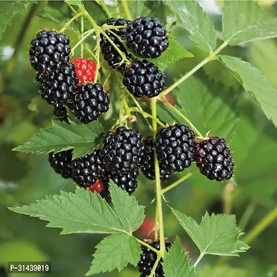 Natural Shahtoot/Mulberry Plant-thumb0