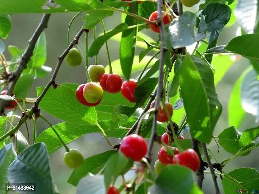 Natural Cherry Fruit Plant-thumb3