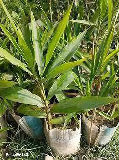 Natural Elaichi - Cardamom Plant-thumb0