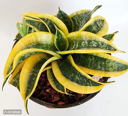 Snake Plant-thumb2