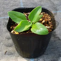 Natural Bryophyllum Pinnatum/Patharchatta Plant-thumb2