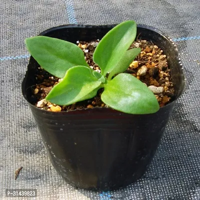 Natural Bryophyllum Pinnatum/Patharchatta Plant-thumb3