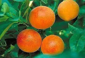 Natural Orange Plant-thumb1