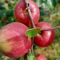 Natural Ber Apple Plant-thumb1