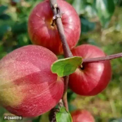 Natural Ber Apple Plant-thumb2