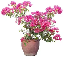 Natural Baugainvillea Plant-thumb1